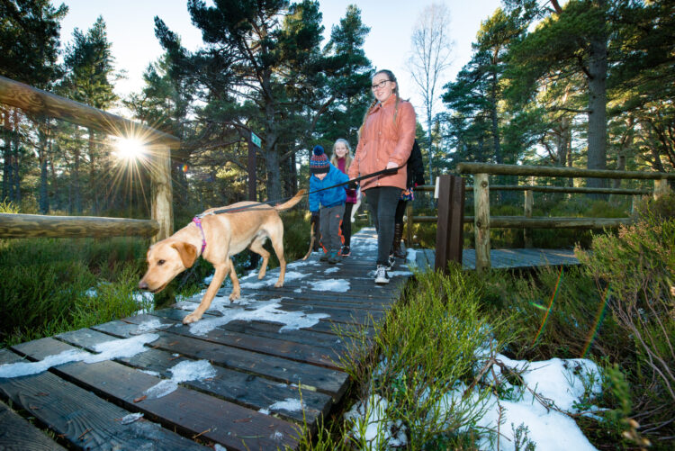 Landmark Forest Adventure Park