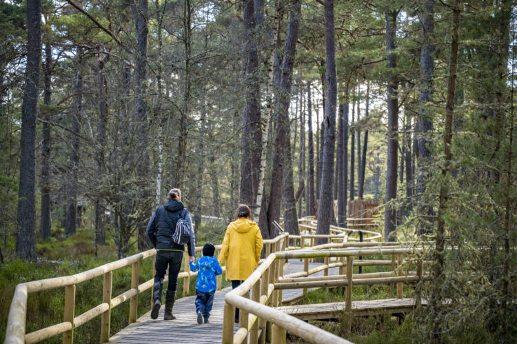 Landmark Forest Adventure Park